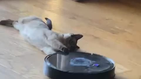 Siamese Cat Lets Roomba Drag Him Around