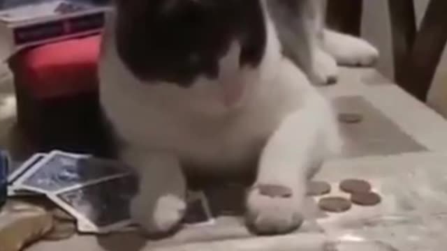 Funniest Animals 2023 😂 Funniest Cats and Dogs 😺🐶 Part 2