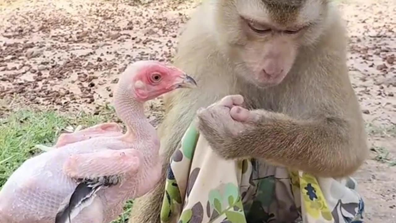 Entertainment butifull monkey video