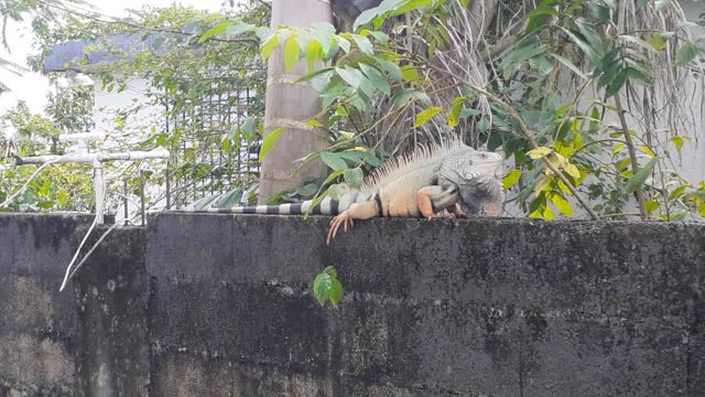 Iguana en Puerto Rico