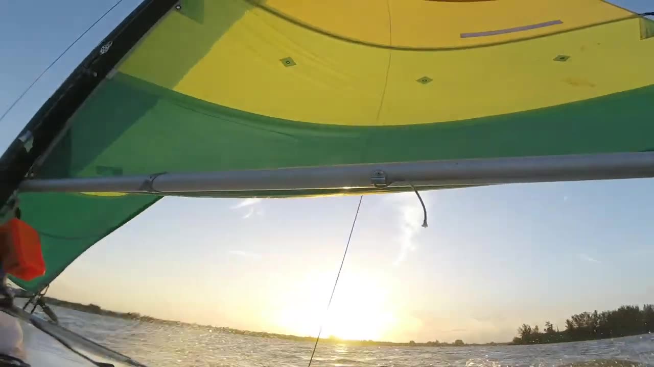 MALIGATOR ON A HOBIE16😀#DOG #FLORIDA #SHORTS