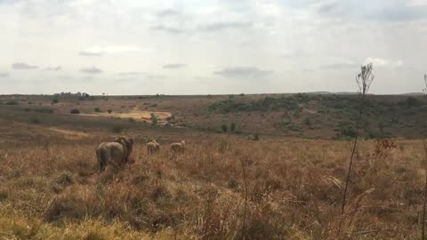 "Roar of the Savannah: Majestic Lives of Lions in the Wild"