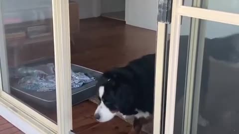 dog double checking lol