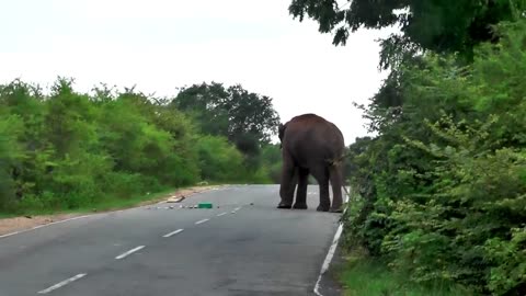 aggressive elephant breaks vehicle #wildelephant #attack