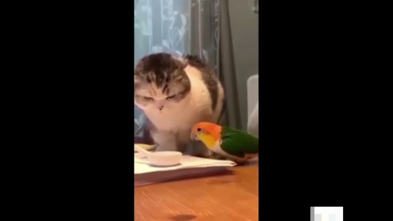 funny animals playing with people and other animals