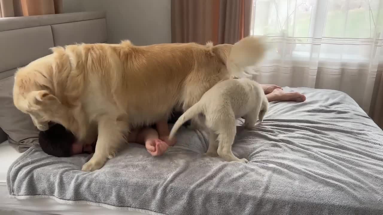 Jealous Golden Retriever Reaction to Human Dad with Another Puppy