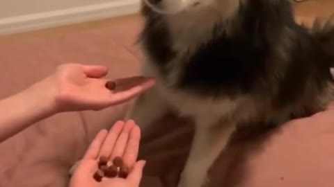 🐶“I shall never trust humans again 😡🤬”