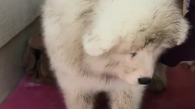 A dirty dog.