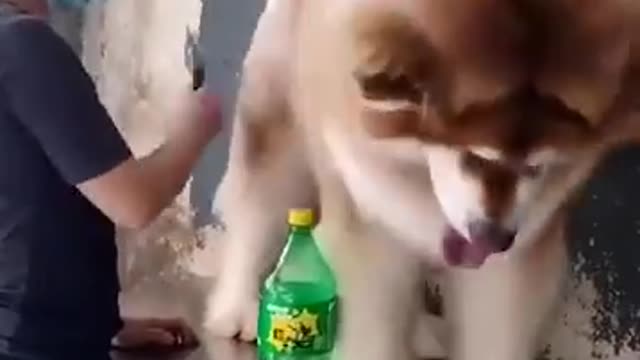 Big dog