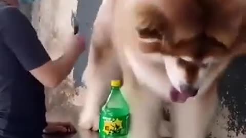 Big dog