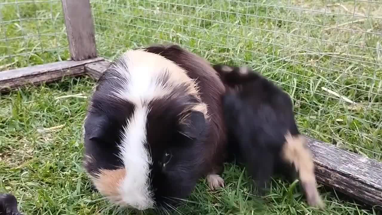 One week old baby Guinea pigs