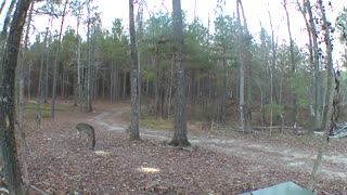 Feeding the Deer