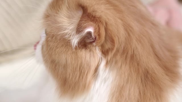 so cute cat