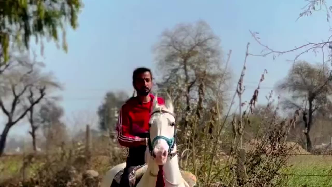 Rider horse