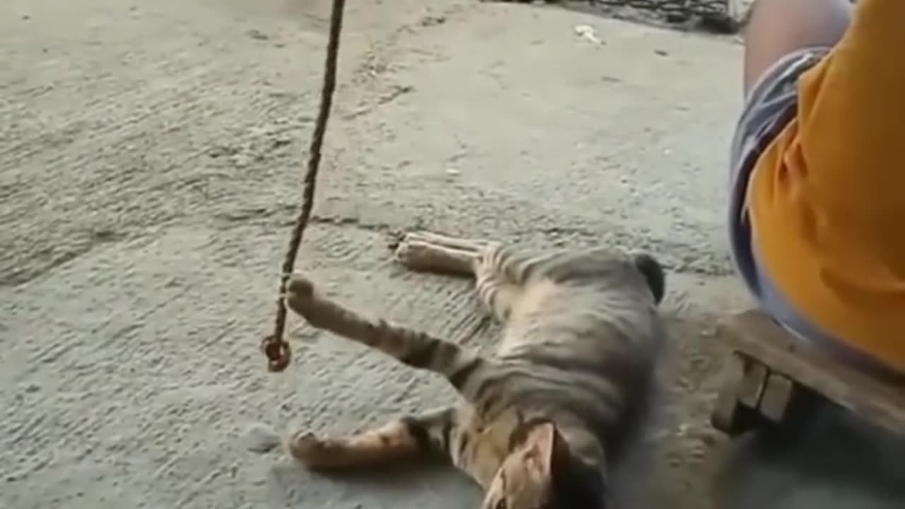 Cats and dogs fight