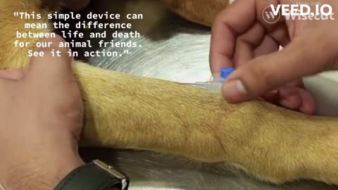 How to do cannulation in dogs