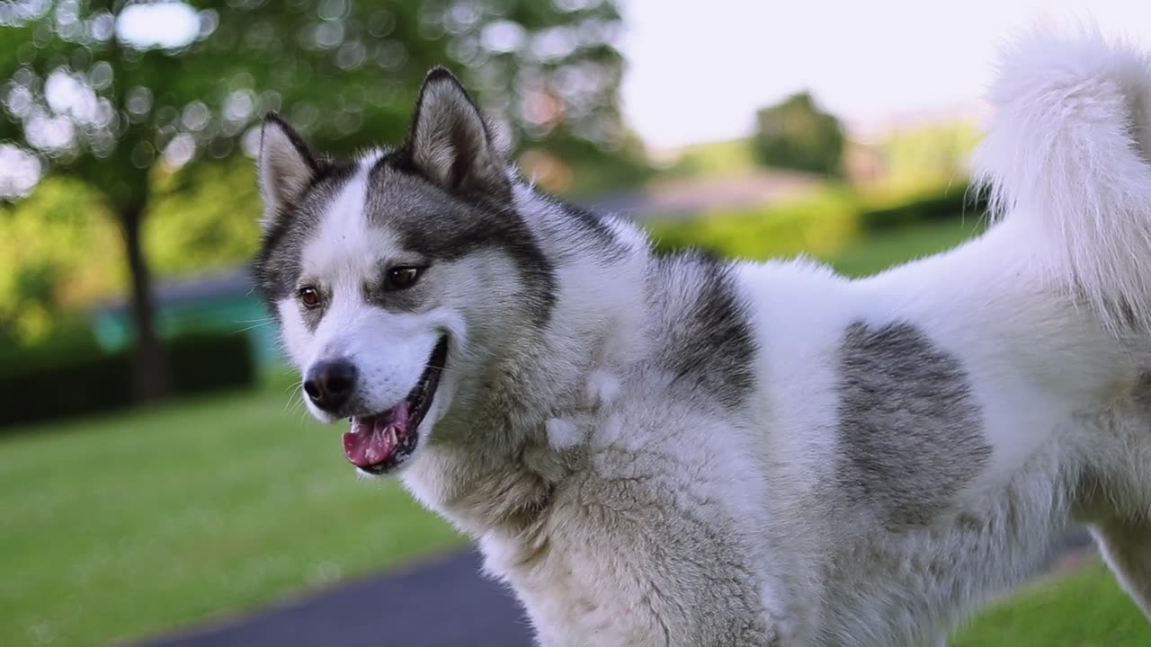 Close Up Video of a Siberian Husky Outdoors