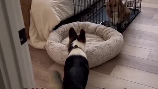 POV: my dog just found out we're dog sitting his best friend