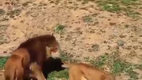 The battle of the male lions… 👉👉👉 Join our group : Animals Life. Thank you so much ❤