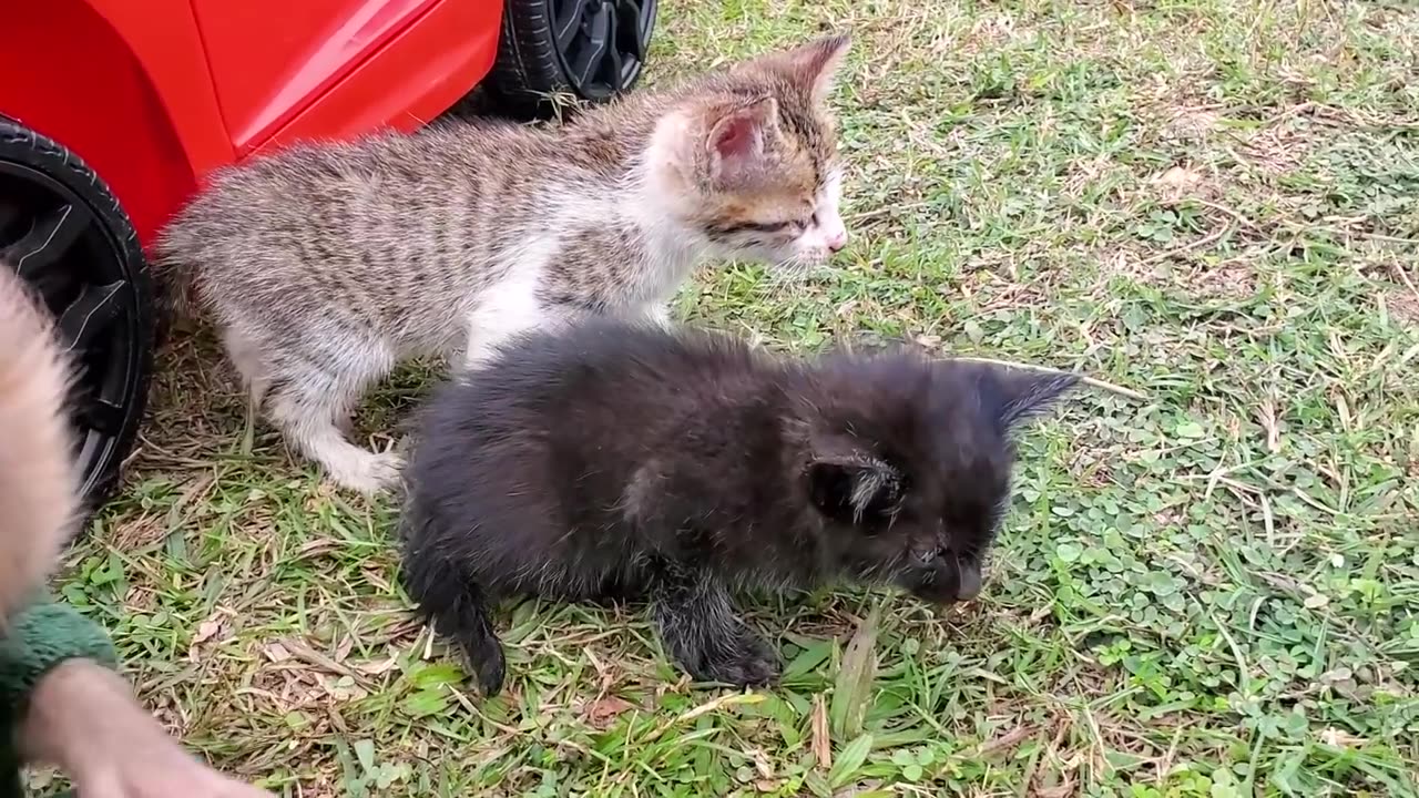 Baby Monkey Goes Koi Fishing And Eats With Kittens