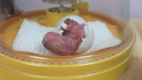 How baby macaw grows up | From the hatch until the eyes opened