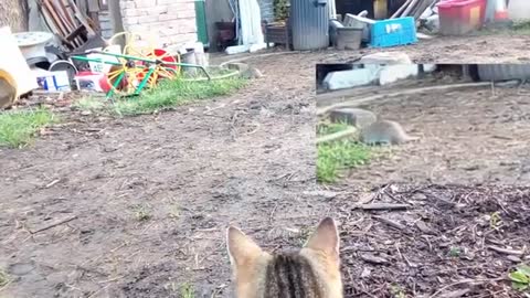UKs most useless farm cat