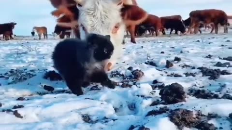 Cat walking in the middle of a herd of cows