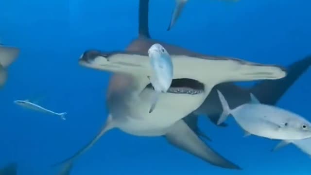 hammerhead