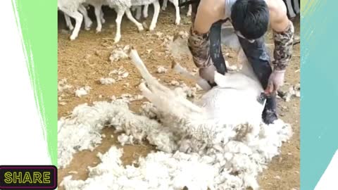 sheep shearing