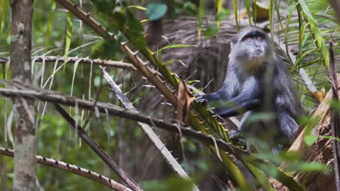 Chimpanzee VS Hyena - Who Would Win A One-On-One Fight?