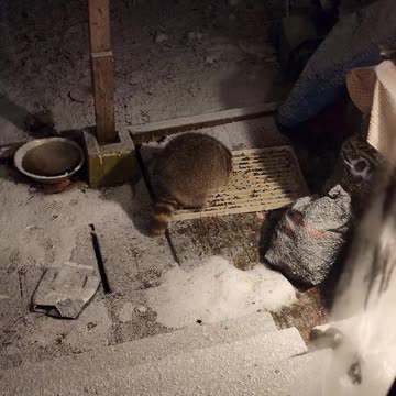 December 19th, 2023 | The Lads Raccoon Vlog - 001 | They're Back! | #shorts