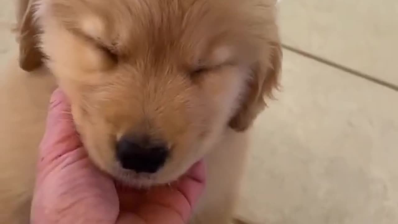 Finally got a Golden Retriever Puppy!