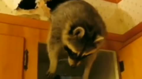 Funny raccoons part 1