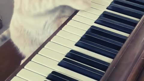 Cats have a way of making even the toughest days better