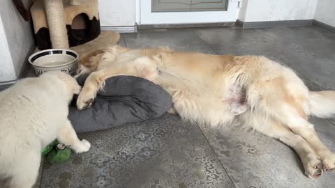 Golden Retriever Puppy's Reaction When His Bed Was Taken Away