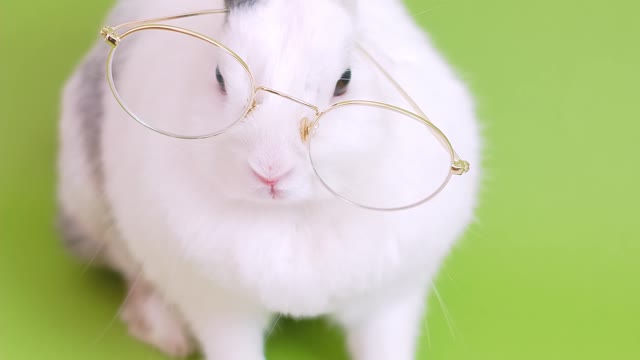 Cute rabbit wearing glasses to study and learn