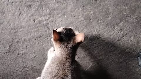 cat eating