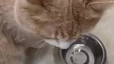 funny cute cat