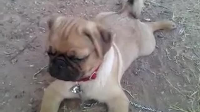 Cute sleepy pug