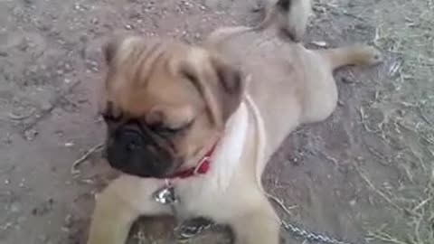 Cute sleepy pug