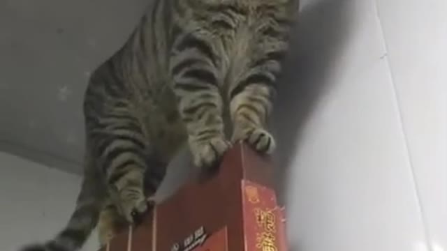 Cat videos | Funny animals | Funny cats 2021