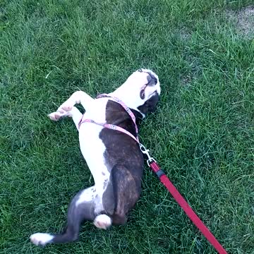 Mikka let's go for a walk