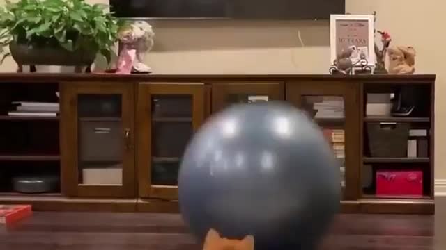 Dog play with ball 🏀