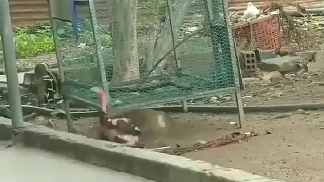 monkey vs chicken fight