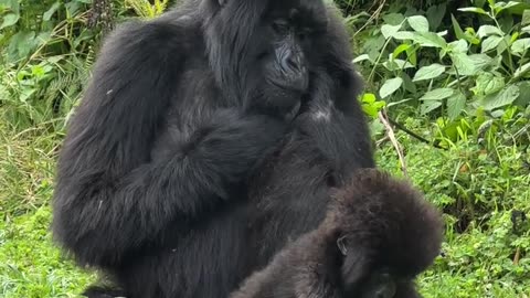 Monkeys-Baby Gorilla with an Afro🥰