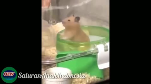 Funny animals