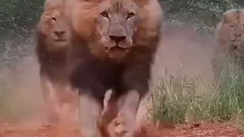 Lions Race