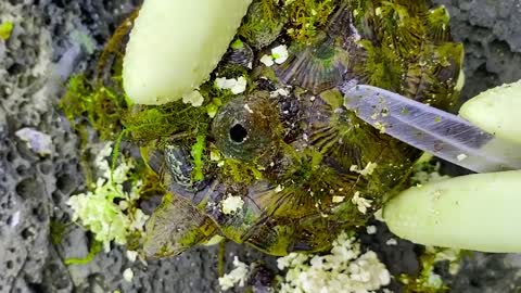 Sea turtle become kings of prey after removing millions of sea creatures and barnacles on shell