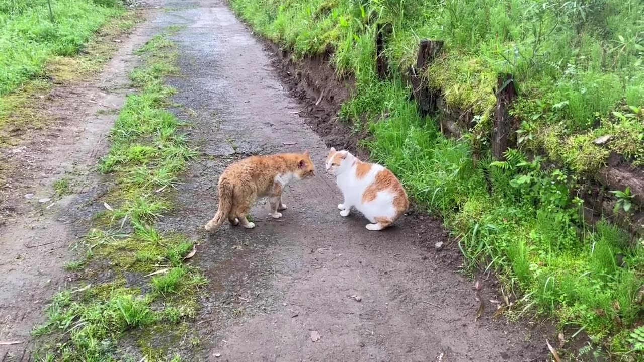 Funny animals video
