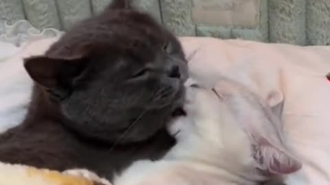 Romance 💒💒💒💒💒 🐈 cats